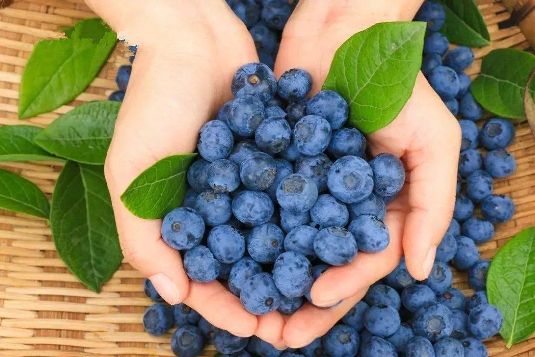 蓝莓视频日韩剧--文化故事